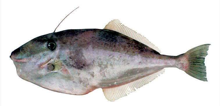 Aluterus monoceros_04.jpg
